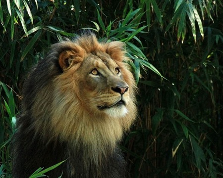 King of the Jungle - king, lion, africa, cat