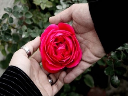 rose - rose, friendship, flower, day