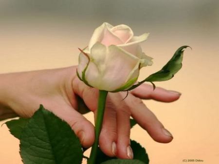 rose - friendship, rose, flower, day