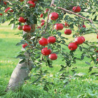 apple tree