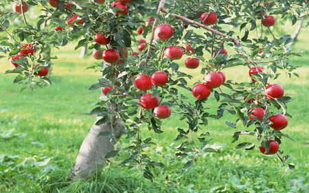 apple tree - nature, tree, angel, apple