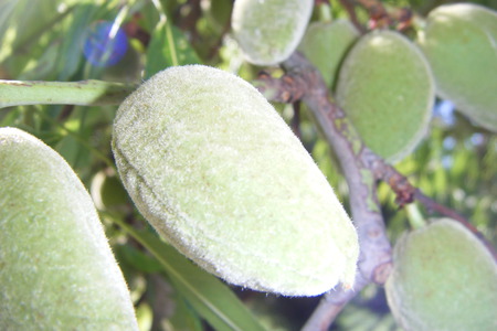 Almond - spring, almond, tree, green