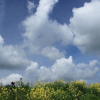 flowers & clouds