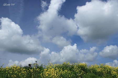 flowers & clouds - white, sky, yellow, clouds, wild, blue, field, flowers