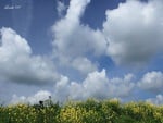 flowers & clouds