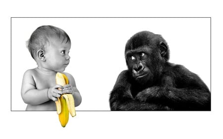 dont be such a baby - fun, fur, banana, funny, hilarious, baby, toddler, human, animal, humor, monkey, food, cute