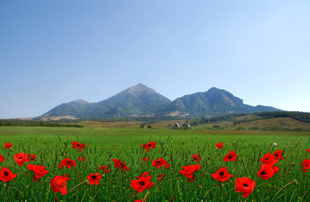 poppies - flowers, poppies, red, field, mountains