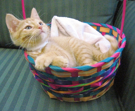 Easter Basket - cat, basket, adorable, kitten