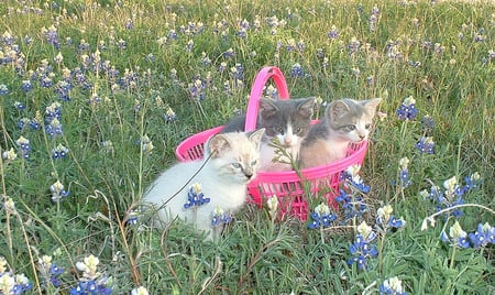 pink basket - basket, adorable, kittens, wild flowers