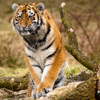 tiger