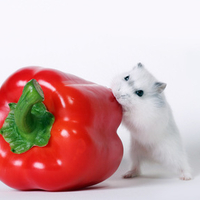 nouse & the bell pepper
