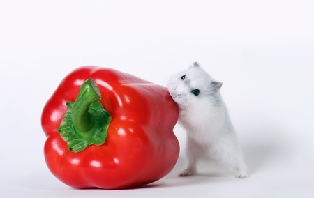 nouse & the bell pepper - pepper, beauty, hamster, eat, red, mouse, bell