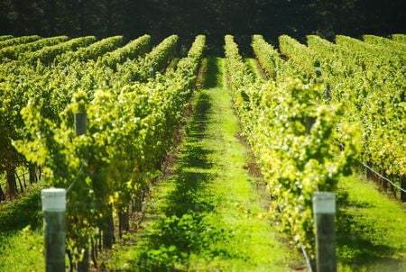 French vineyard field