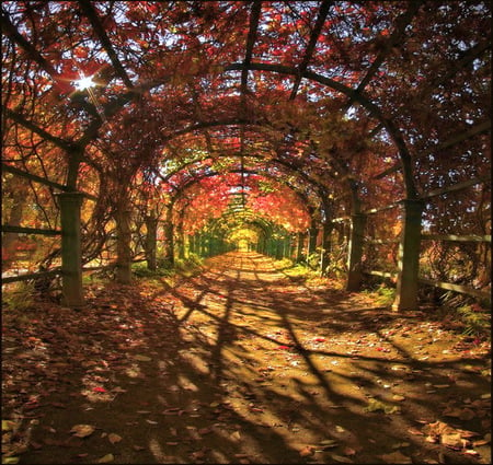 Autumn arches - sunlight, arches, vines, yellow, autumn, red, colors, orange