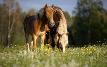 SUMMER BEAUTIES - horses, couple, grazing, summer, meadow