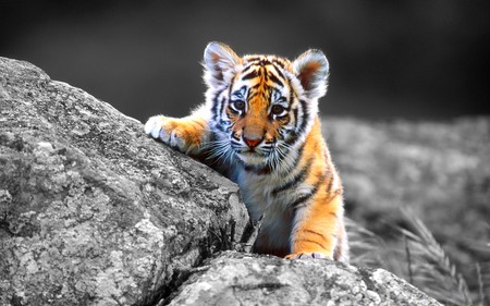 CUTE LITTLE BOY - cub, climbing, rock, cute, tiger