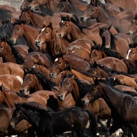 wild horses