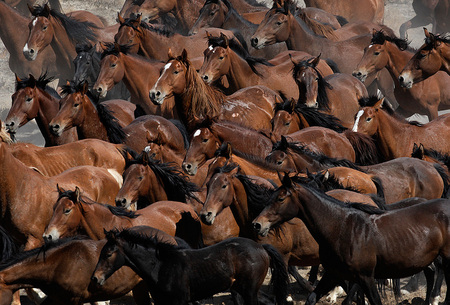 wild horses - herd, horses, mountain, wild