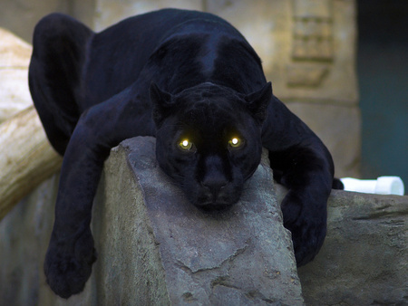 the-panther - beauty, bigcat, cinzia, cat, animals, eyes, photography, light, black, panther, wild, animal, wildcat, friend