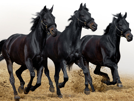 Black horses - horses, beauty, nice, horse, animals, black, run