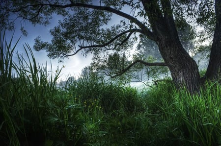 Tree - forests, grass, nature, tree