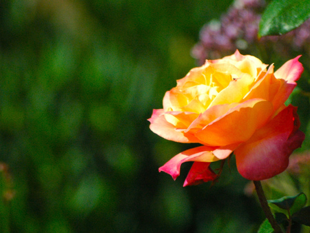 the_color_of_life - nature, life, yellow, beautiful, colors, flowers, rose, flower