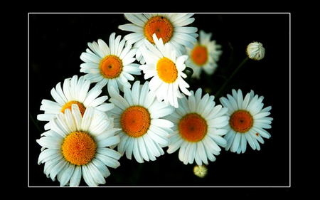 Daisies - white, nature, flowers, daisies