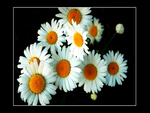 Daisies