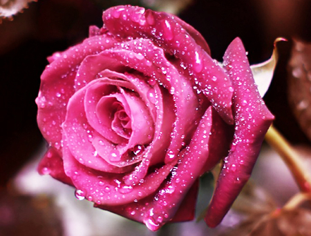 Pink rose - nature, flowers, roses, pink