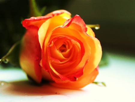 Orange rose - nature, orange, flowers, roses