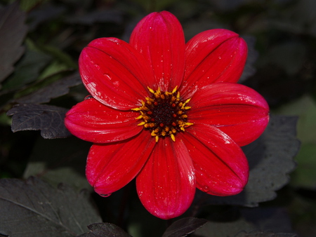 Red flower - leaves, nature, flowers, red