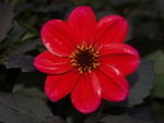 Red flower