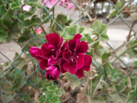 Red - flowers, summer, nature, color