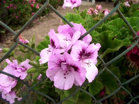 Picture - flowers, summer, nature, color