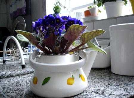 have a tea - happy kitchen, tea time, kitchen decoration, flower