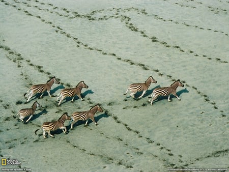 Zebras - dunga, herbivores, zebra, animals