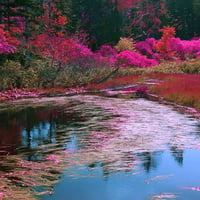 Lake in Spring