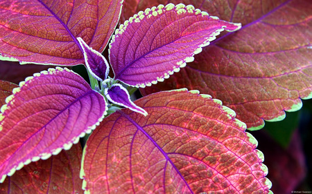 Pinkgween - red, pink, plant, green, leaves, colorful