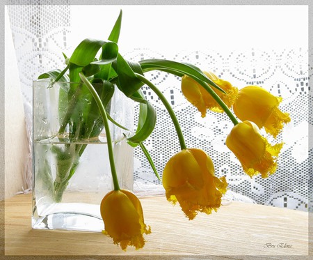 Yellow blooms - vase, blooms, delicate, hanging, water, yellow, beautiful, friendship, lace, leaves, flowers, tulips, clear, nice