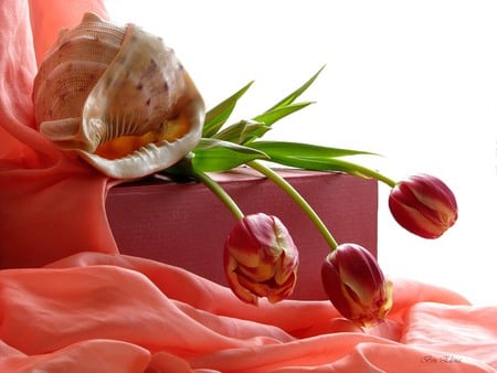 Harmony - conch shell, silk, tulips, still life, coral, box, beautiful, petals, flowers, shell