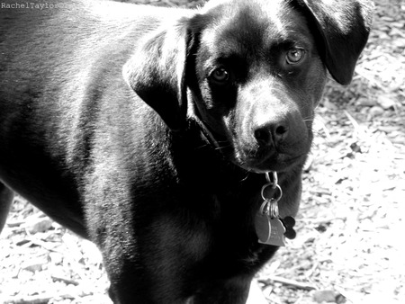 Black and White - black, dog, black and white, white