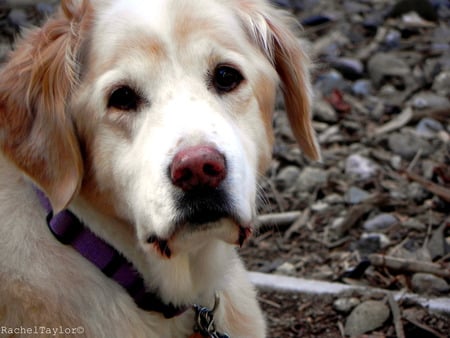 Blondie - blonde, dog, animal, outside