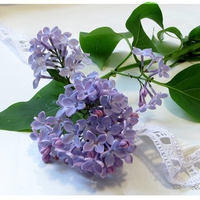 Lilacs