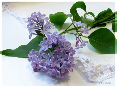 Lilacs - white, lilacs, pretty, beautiful, lace, green, flowers, lavender