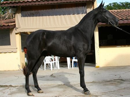 black horse - horses, horse, i love horses