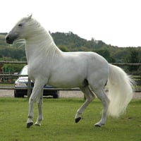 horse