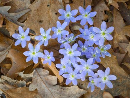 beautiful color combination lovely - color, combination, gorgeous, pretty