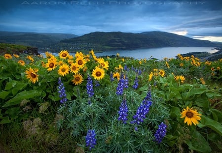 river flower fest - river, yellow, purple, wild flowers