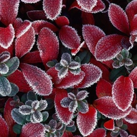 Frosted flowers