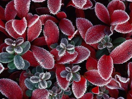 Frosted flowers